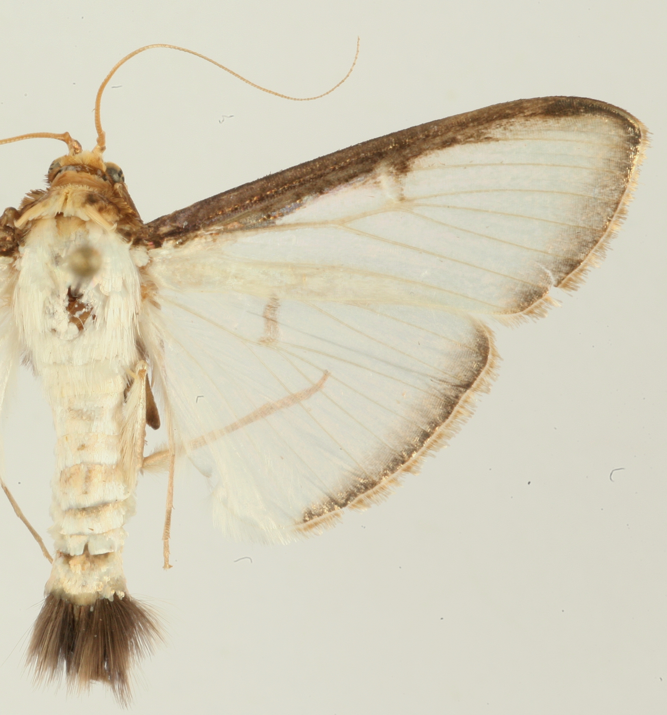 Cydalima pfeifferae Lederer